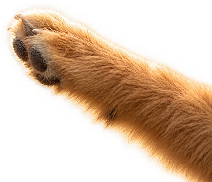 A paw reaching back